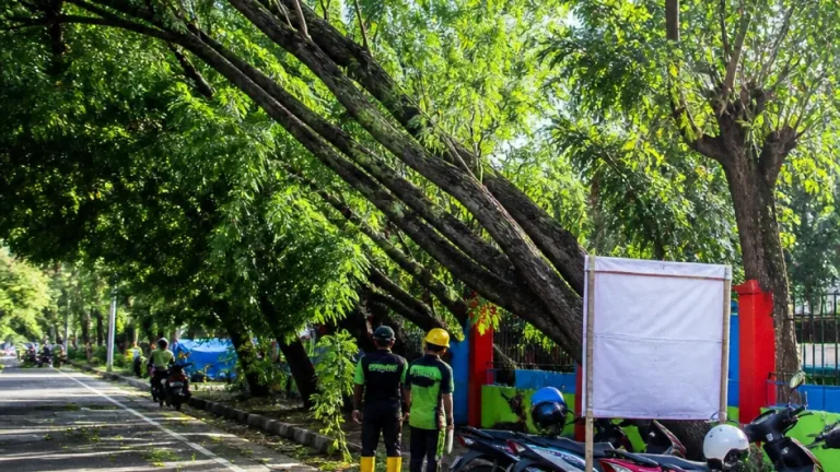 Pohon Miring di Jalan Yos Sudarso Sungailiat Ancaman Keselamatan Pengendara dan Pejalan Kaki
