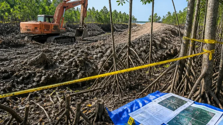 Polda Tetapkan Tersangka Perambahan 111,77 Hektare Mangrove di Dumai