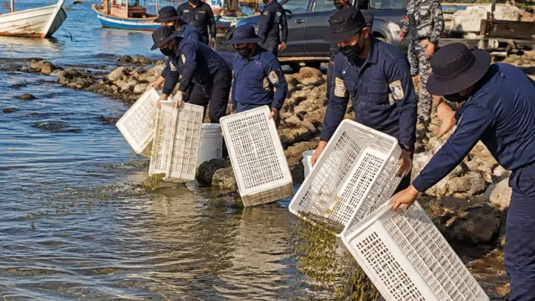 Polres Sukabumi Gagalkan Penyelundupan 60.000 Benur, Puluhan Ribu Dilepas ke Laut Sukabumi