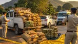 Chhattisgarh police seize 520 kg marijuana, four held in Jashpur; probe into inter‑state route under way