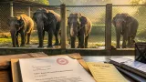 Conservationist seeks halt to transfer of five Assam elephants to Tamil Nadu, urges probe