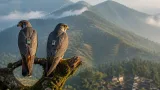 Geo-tagged Amur falcons Alang and Apapang complete 23-country migration, return to Tamenglong