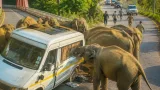 Herd of elephants rampages on NH-534 in Kotdwar for 1.5 hours; tempo traveller carrying teachers damaged