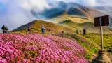 High-altitude bloom turns Kupup-Gnathang Valley pink, draws photographers and tourists