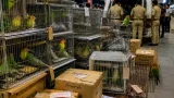 Howrah-origin bird consignment: JMFC gives interim custody of 282 birds to Kalote trust