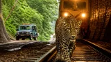 Leopard walks through Bhanwartank tunnel on Bilaspur–Katni line; train slowed, forest patrols stepped up