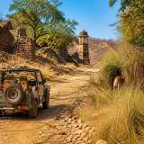 Where to go in India for a chance to see wild tigers: top reserves to consider