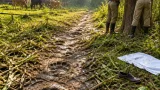 Man trampled to death by wild elephant in Balrampur as human‑elephant conflict persists