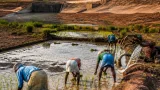 Mysuru district sees paddy sowing pick up after KRS, Kabini water release