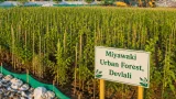 Nashik's Devlali dump yard turned into 1.4-hectare Miyawaki urban forest with 42,000 saplings