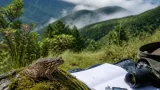 New montane toad, Duttaphrynus phawngpui, identified from Mizoram’s Phawngpui National Park