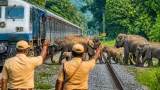 Rajdhani stopped in Hojai as forest staff and rail control allow elephant herd to cross safely