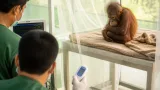 Rescued baby orangutan at Nandankanan develops fever; vets cite stress and environment change