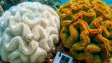 Tricolour coral grouping at Minicoy highlights contrasting thermal tolerance, says CMFRI