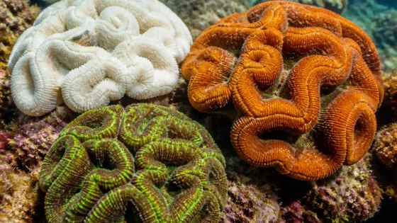 Rare orange, white and green corals off Minicoy show contrasting heat responses, say scientists