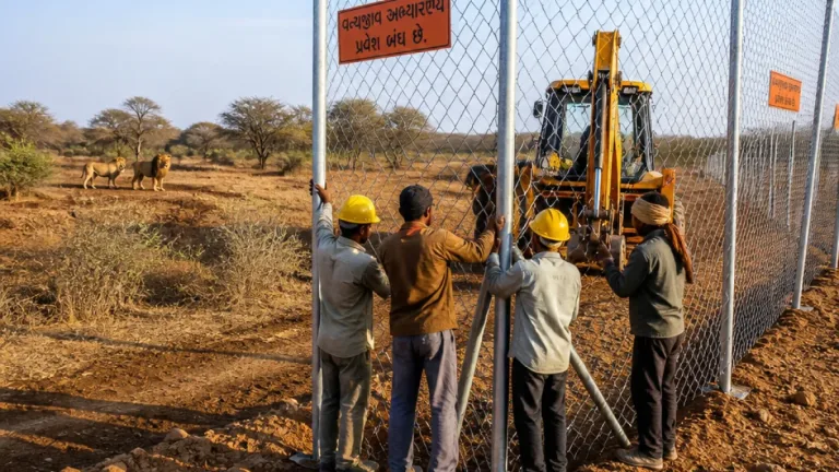 Gujarat to fence 100-hectare enclosure at Ambardi for lions linked to attacks