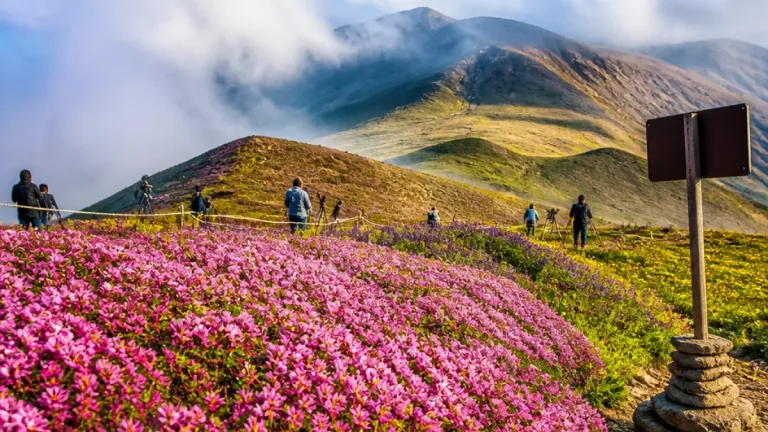 High-altitude bloom turns Kupup-Gnathang Valley pink, draws photographers and tourists
