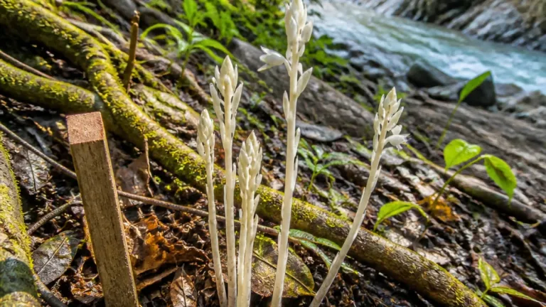 Rare leafless orchid Gastrodia keyiensis discovered in Keyi Panyor, raising conservation attention