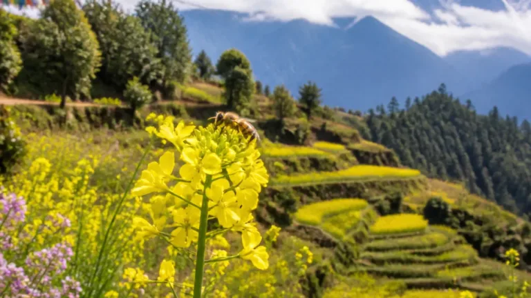 Rare solitary Himalayan bee Colletes bhutanicus recorded in Tawang — first record for India