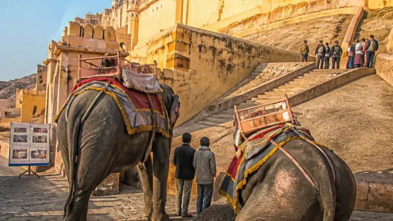 World Animal Protection urges Rajasthan to phase out elephant rides at Amer Fort