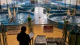 Cancún: informes médicos muestran estado crítico y dudas sobre traslado de nueve delfines