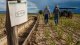 Canícula reduce rendimientos agrícolas en Aguascalientes; productores reportan estrés hídrico de 30 a 40 días