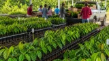 Comalcalco refuerza producción sustentable con 26 mil plantas de cacao y nuevo riego en vivero