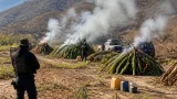 Destruyen casi 96 mil plantas de marihuana en tres sembradíos de Huetamo