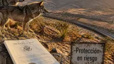 Durango y Chihuahua en riesgo: orden de EE. UU. amenaza la recuperación del lobo mexicano