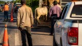 Guasave: ganado suelto en carreteras, riesgo persistente para conductores y peatones
