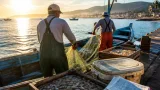Levantan veda de camarón en Nayarit; gobierno prevé reactivar la pesca local