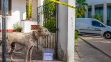 Merida: Imputan a mujer por presunto maltrato a perro en fraccionamiento Serapio Rendón