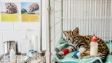 Pachuca: Unidad de Rehabilitación atiende a tigrillo rescatado tras denuncia en Calnali