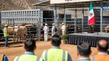 Reabre EU mercado para ganado mexicano; Sonora promete duplicar inspección y capacidad de sacrificio