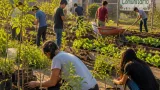 Reynosa y Matamoros: reforestación y huerto comunitario como estrategia de prevención social