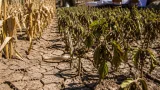 Sequía atípica arrasa cultivos en siete municipios de Chiapas; 11 mil productores afectados