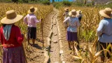 Sequía extrema deja pérdidas de hasta 100% en cultivos de la franja costera de Guerrero