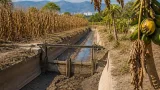 Sequía prolongada reduce cosechas y deja canales de riego con niveles críticos en Chiapas