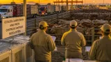 Sonora reactiva exportaciones de ganado a EU mientras refuerza controles sanitarios tras dos casos de gusano barrenador