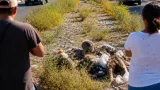 Tecoman: vecinos denuncian abandono y maleza en camellón central de la avenida Tecomán