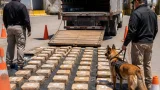 Tijuana: aseguran 75.9 kilos de cocaína en camión de exportación en la aduana
