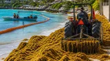 Tulum entre los cuatro municipios de Quintana Roo con mayor extracción de sargazo en 2026