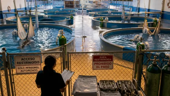 Cancún: informes médicos muestran estado crítico y dudas sobre traslado de nueve delfines