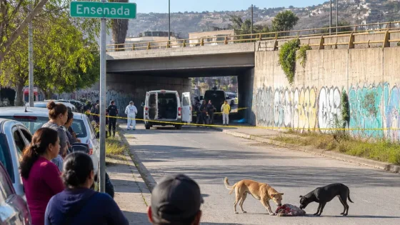 Ensenada: perros callejeros hallan restos humanos en Villas del Prado II