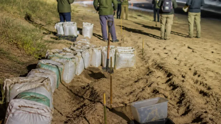 Autoridades federales aseguran 9,500 huevos de tortuga golfina en Morro Ayuta durante arribada