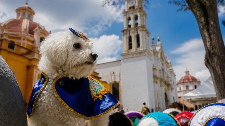 Cokis, el bichón frisé que se convirtió en rostro del carnaval de Mazatecochco