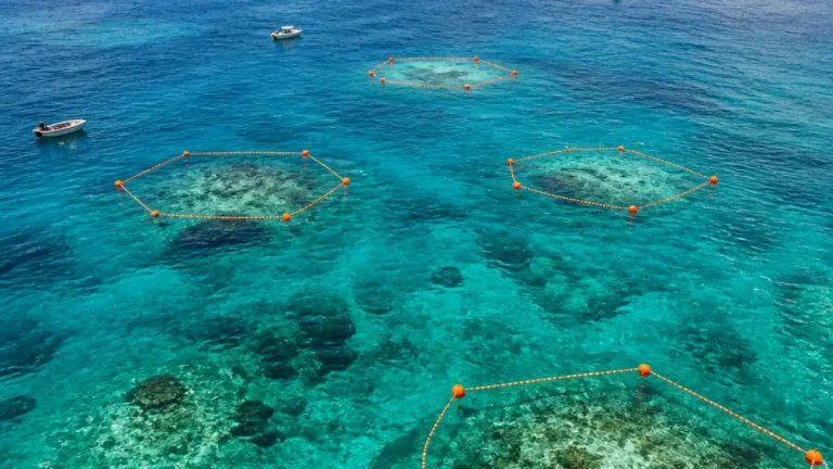 CONANP cierra cinco arrecifes de Cozumel por dos meses para favorecer su recuperación