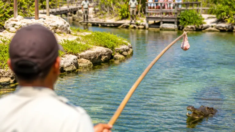 Cozumel: sancionan a guía de Punta Sur por atraer a un cocodrilo; deberá tomar curso sobre fauna