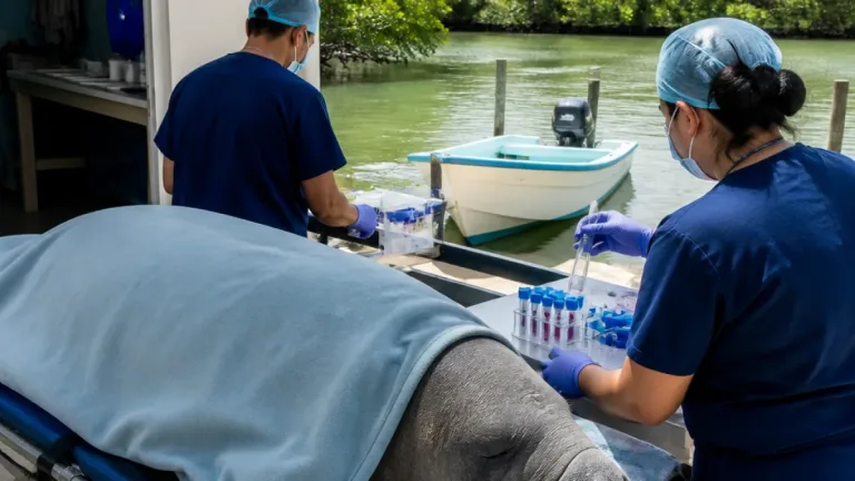 Cría de manatí muere tras ser embestida por embarcación en Río Hondo; autoridades investigan