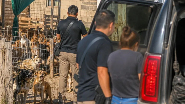 Detienen en Castaños a directora de fundación tras hallar más de 50 perros en presuntas malas condiciones